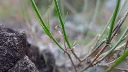 صورة Wahlenbergia luteola P. J. Sm.