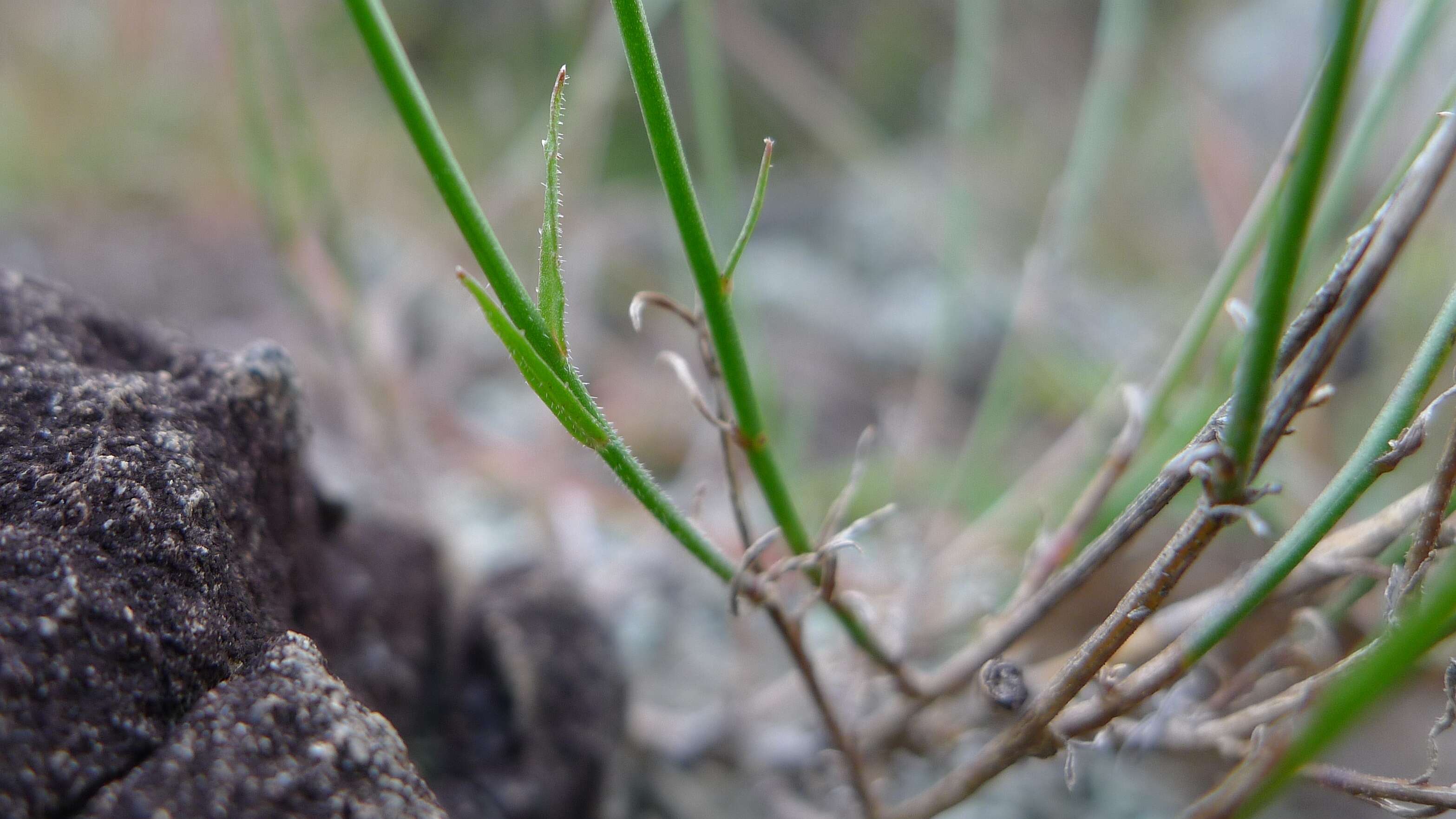 صورة Wahlenbergia luteola P. J. Sm.