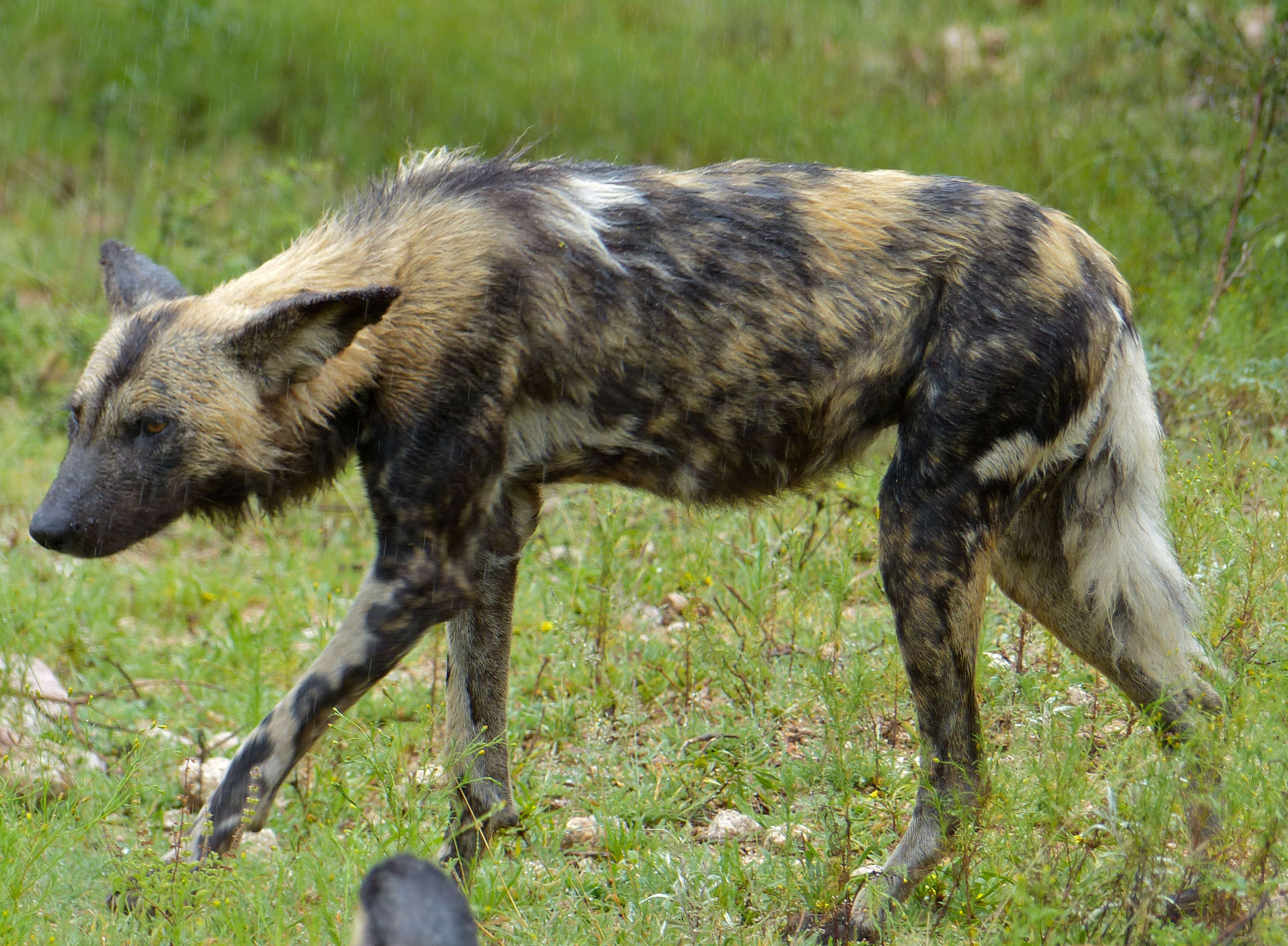 Imagem de Cão-caçador-africano