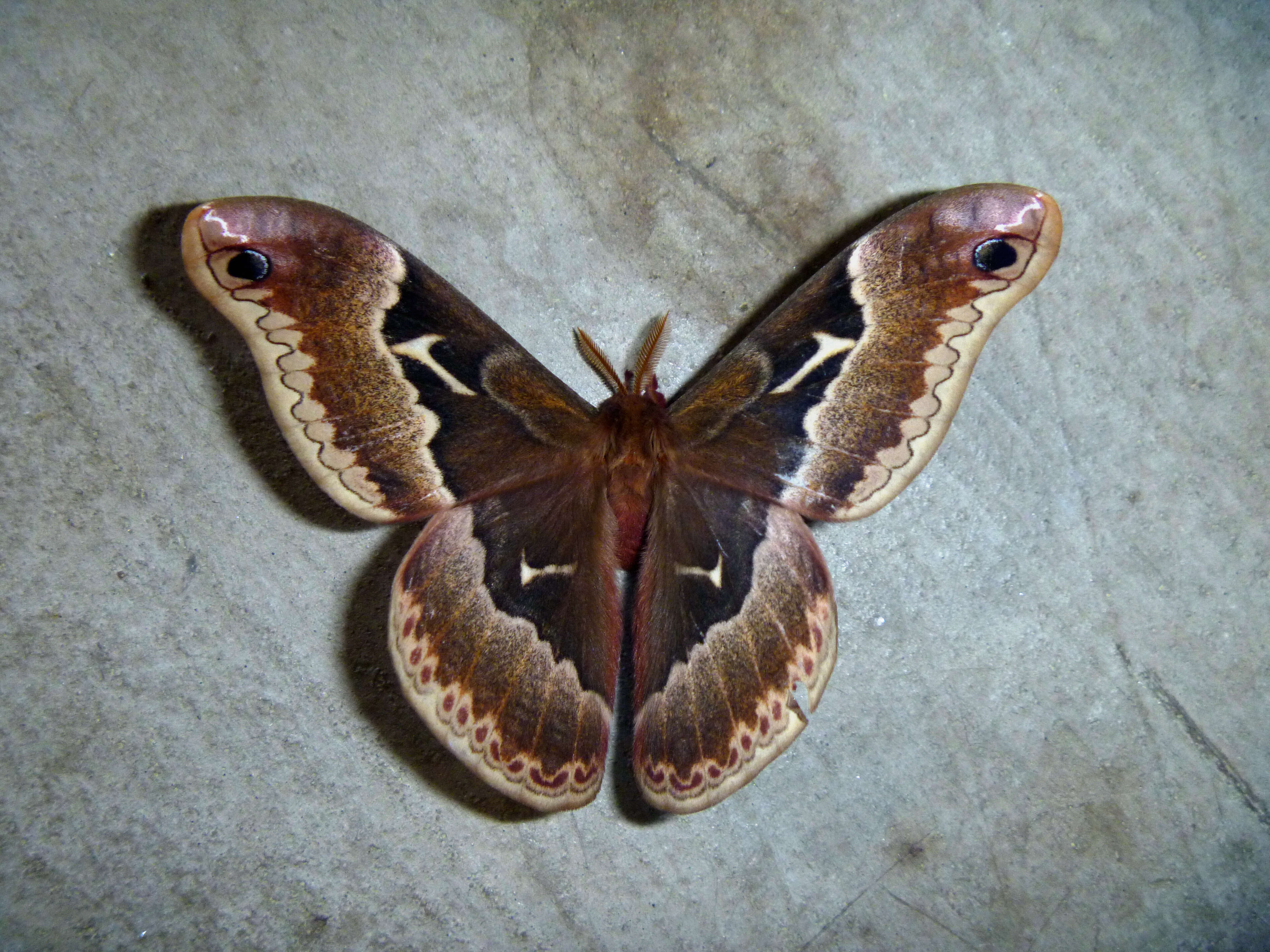 Image of Tulip-tree Silkmoth