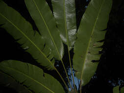 Image of Heliconia trichocarpa G. S. Daniels & F. G. Stiles