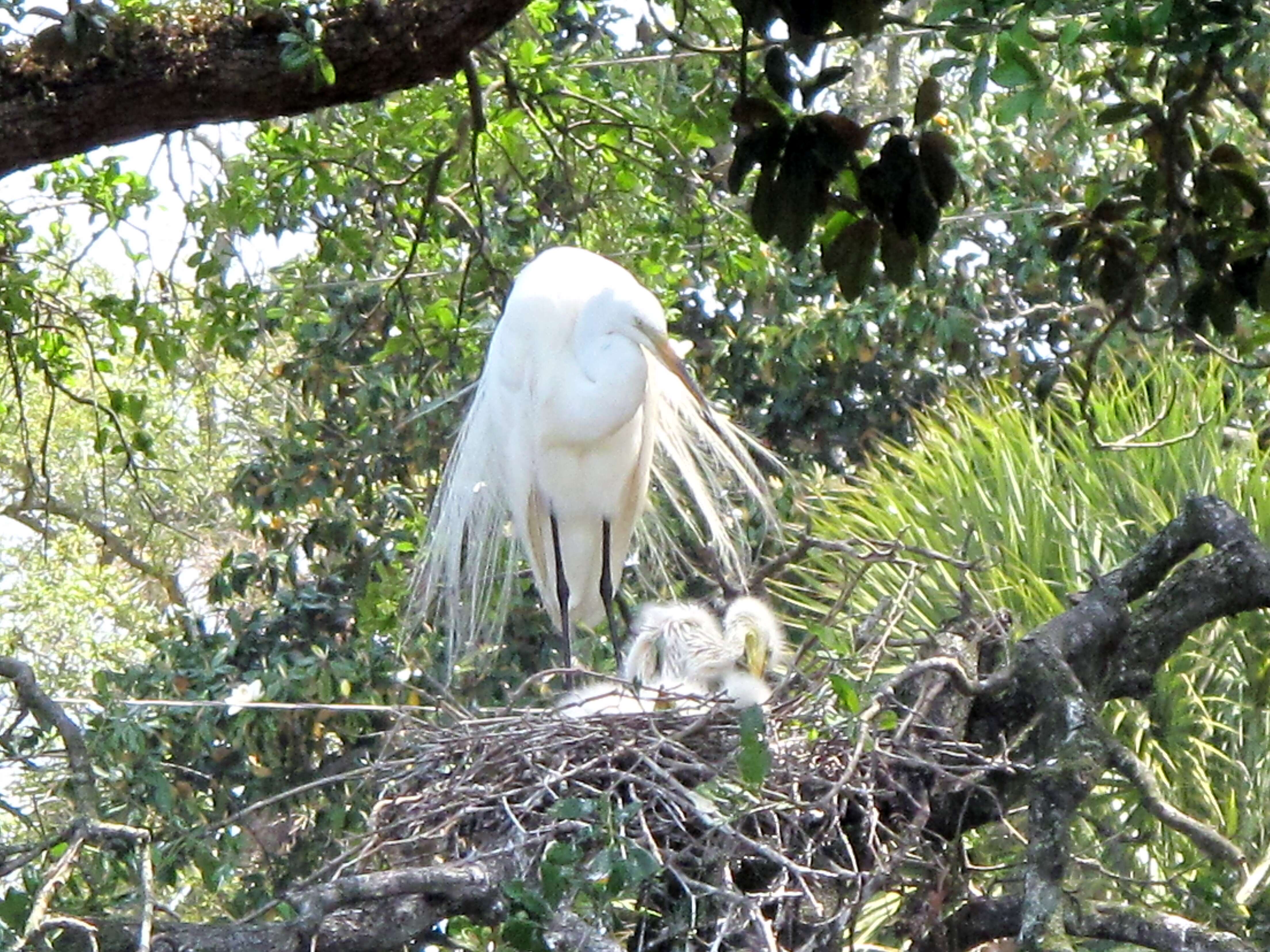 Image of Great Egret