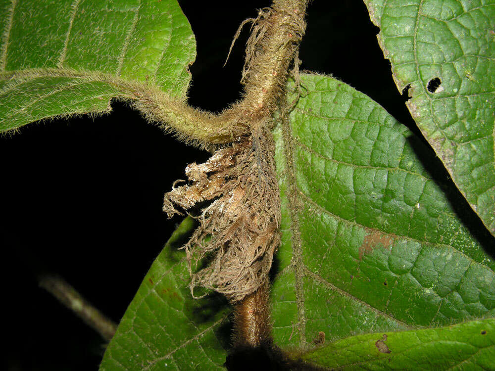 Image of Dichapetalum hammelii G. T. Prance