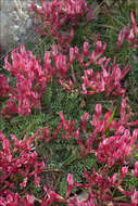 Image of Astragalus monspessulanus subsp. illyricus (Bernh.) Chater