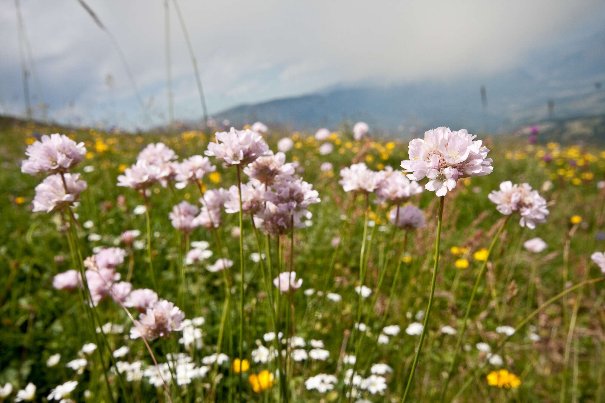 Image of Sea Pinks