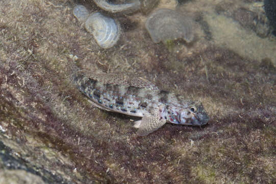 Image of Ornate goby