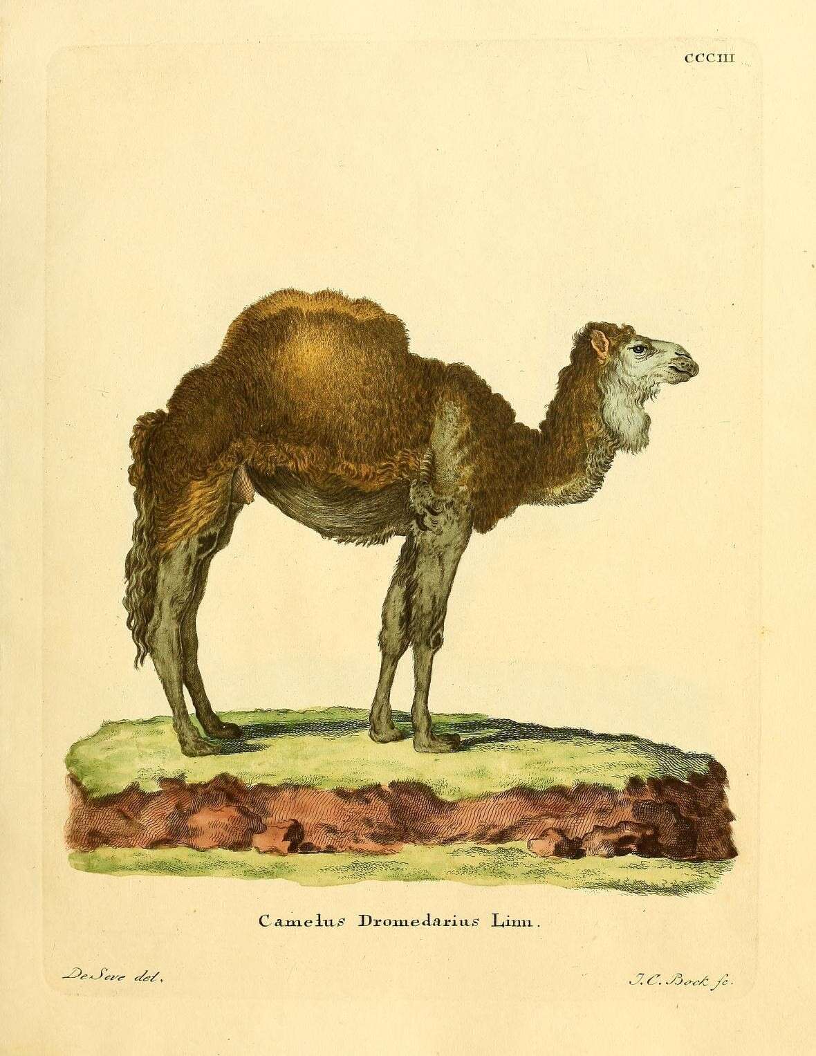 Image of camels