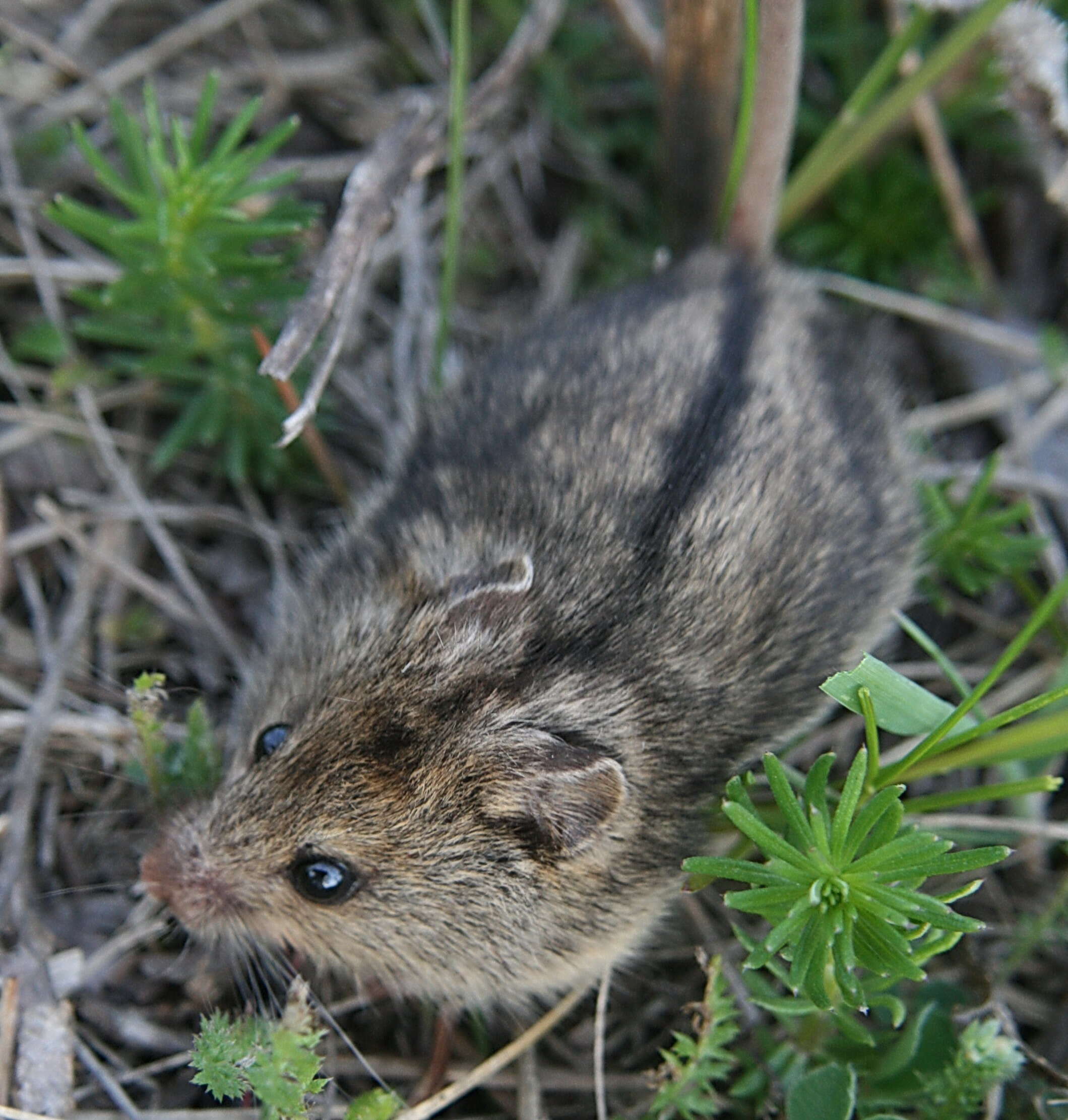 Image of Southern Birch Mouse