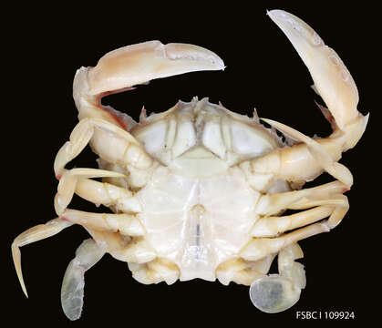 Image of Florida lady crab