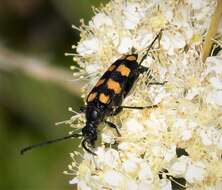 Image of Leptura quadrifasciata Linné 1758