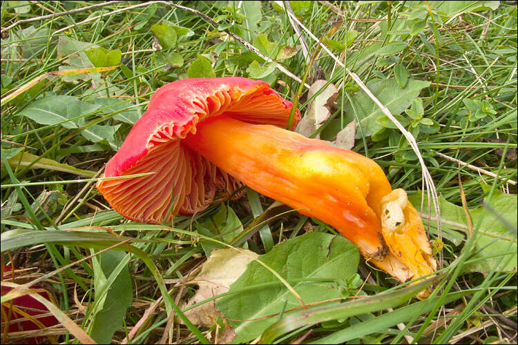 Image de Hygrophore ponceau