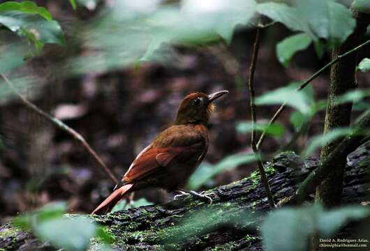 Image of Dendrocincla Gray & GR 1840