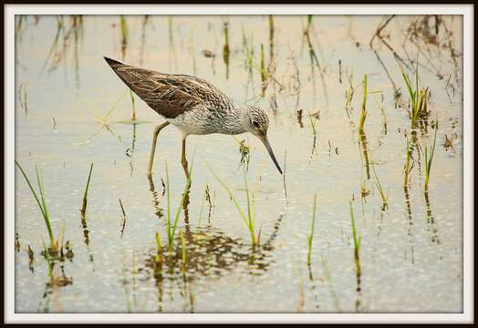 Image of Common Greenshank