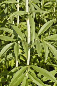 Image of tall tickseed