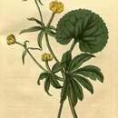 Image of Ranunculus cassubicus L.