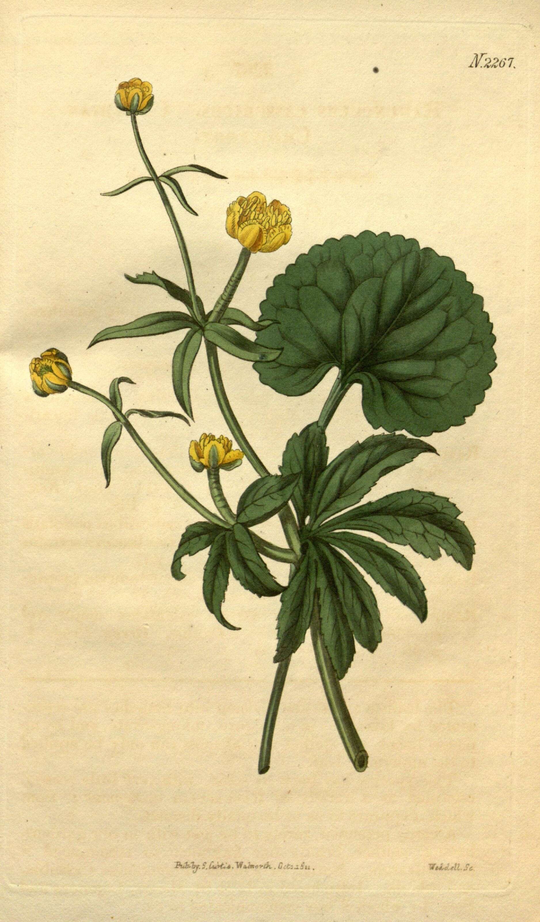 Image of Ranunculus cassubicus L.