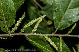 Image of Lacistema aggregatum (Berg.) Rusby