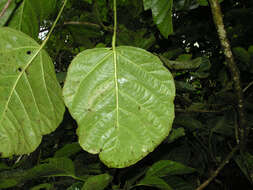 Image of Dendropanax sessiliflorus (Standl. & A. C. Sm.) A. C. Sm.