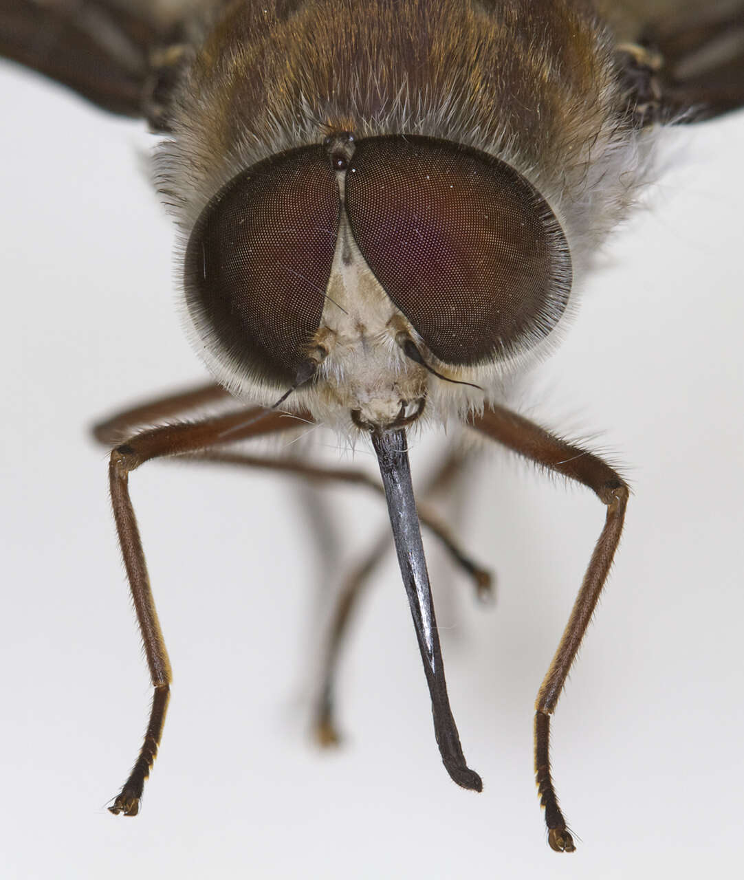 Image of Trichophthalma costalis (Westwood 1835)