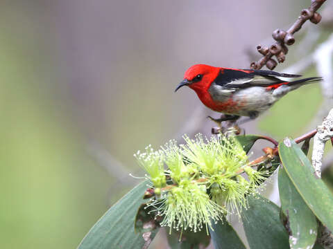 Image of Scarlet Honeyeater