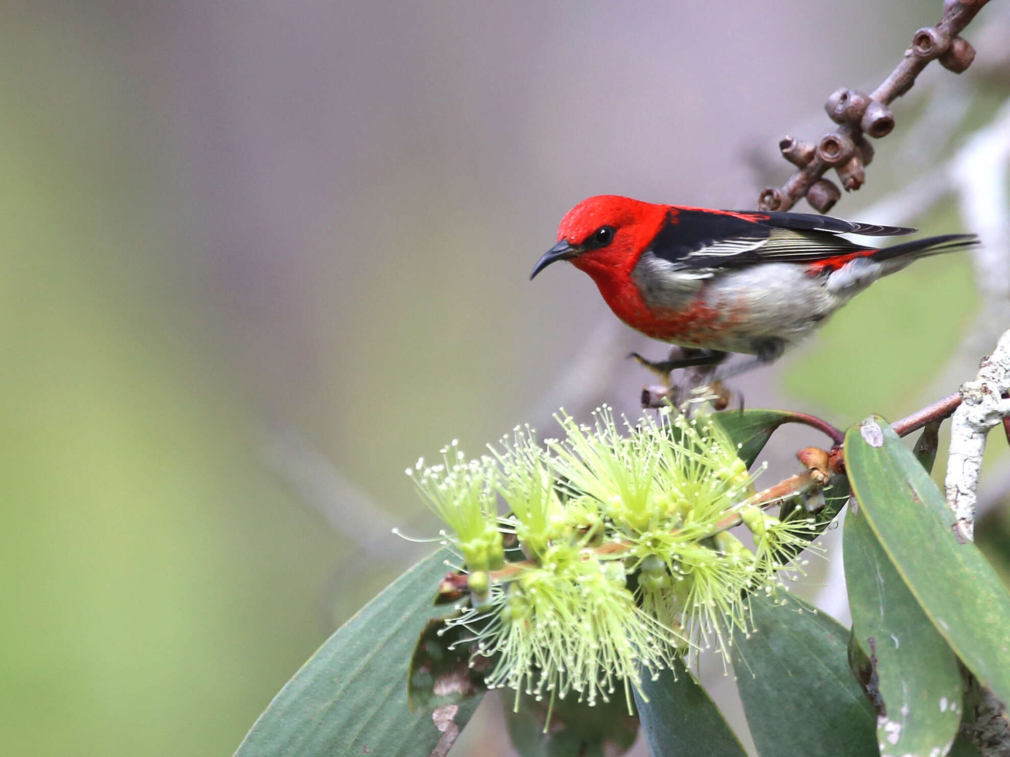 Image of Scarlet Honeyeater