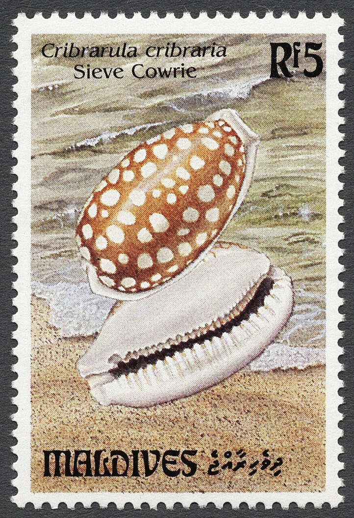 Image of sieve cowrie