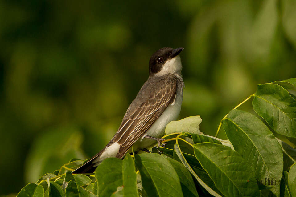 Image of Kingbird