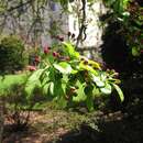 Image of Malus zumi