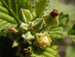 Image of country mallow