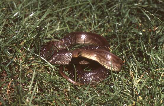 Image of Dahls Wipe Snake