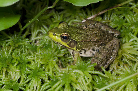 Image of Green Frog