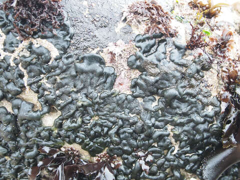 Image of Codium setchellii