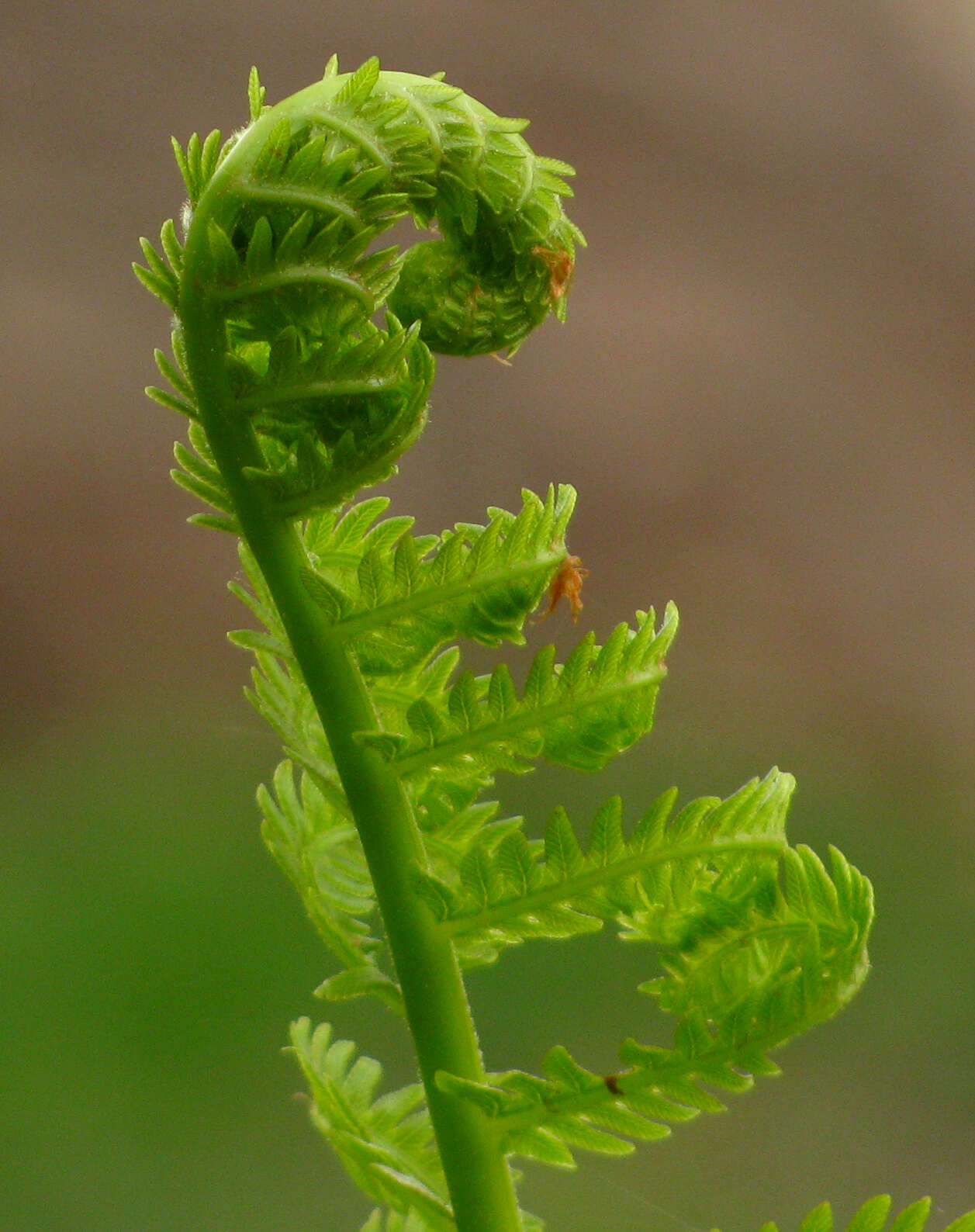 Image of Matteuccia Struthiopteris