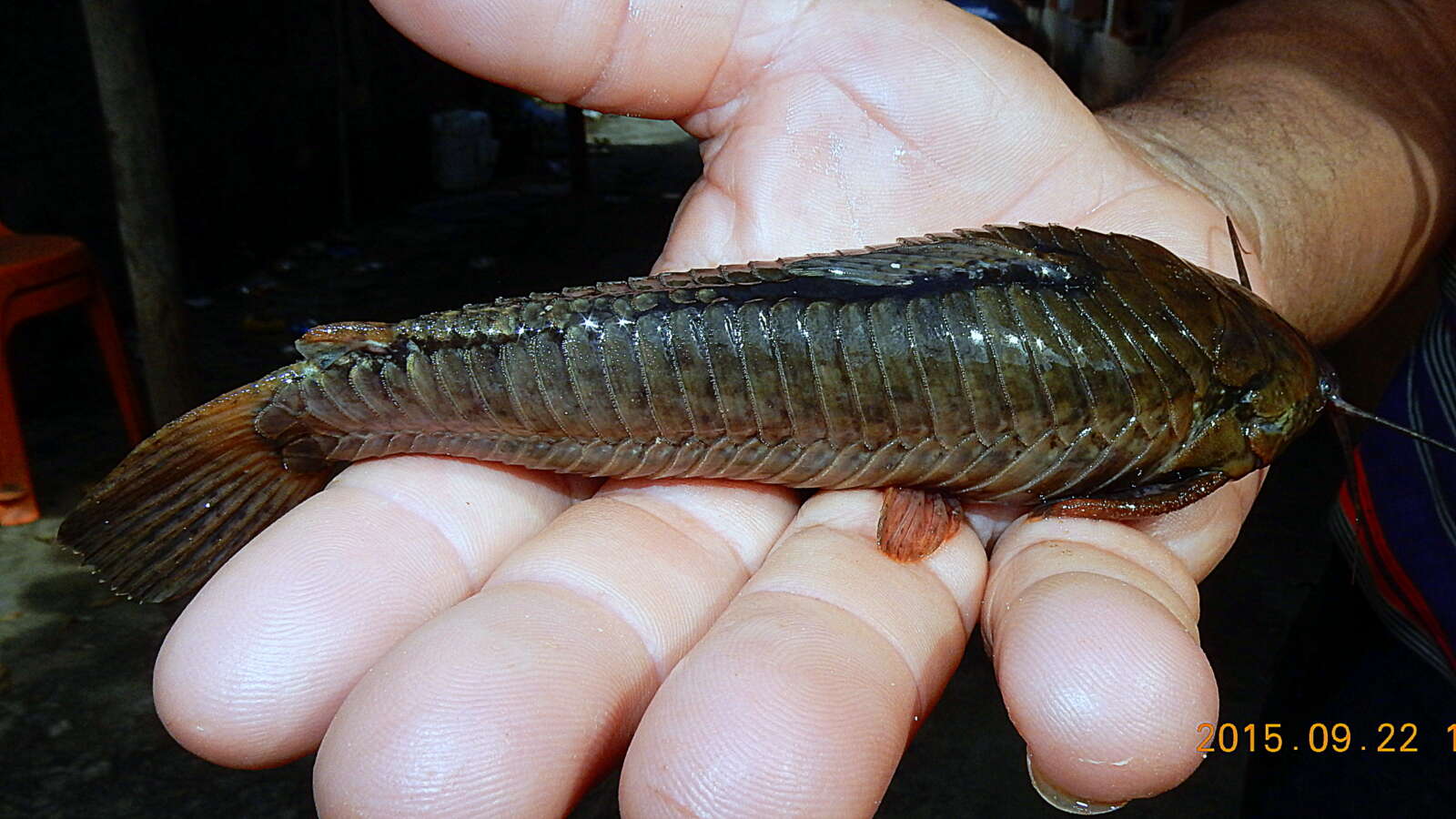 Image of callichthyid armored catfishes