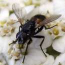 Image of Besseria anthophila (Loew 1871)