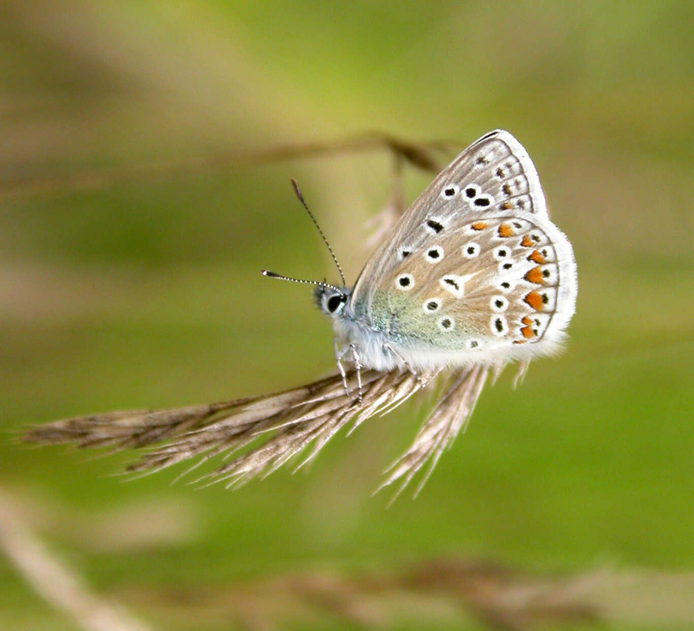 Image of common blue