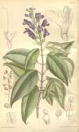 Image of Scutellaria formosana N. E. Br.