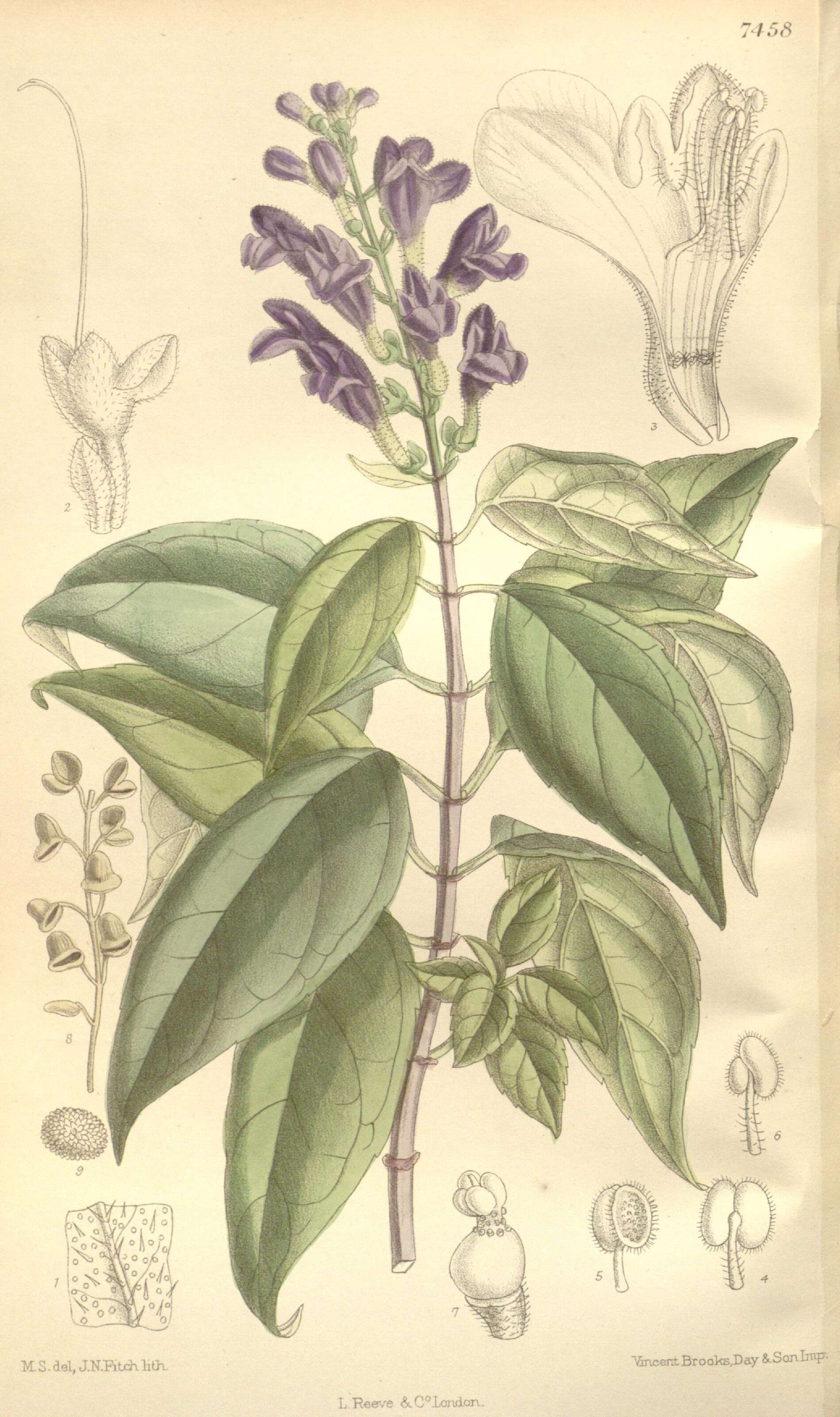 Sivun Scutellaria formosana N. E. Br. kuva