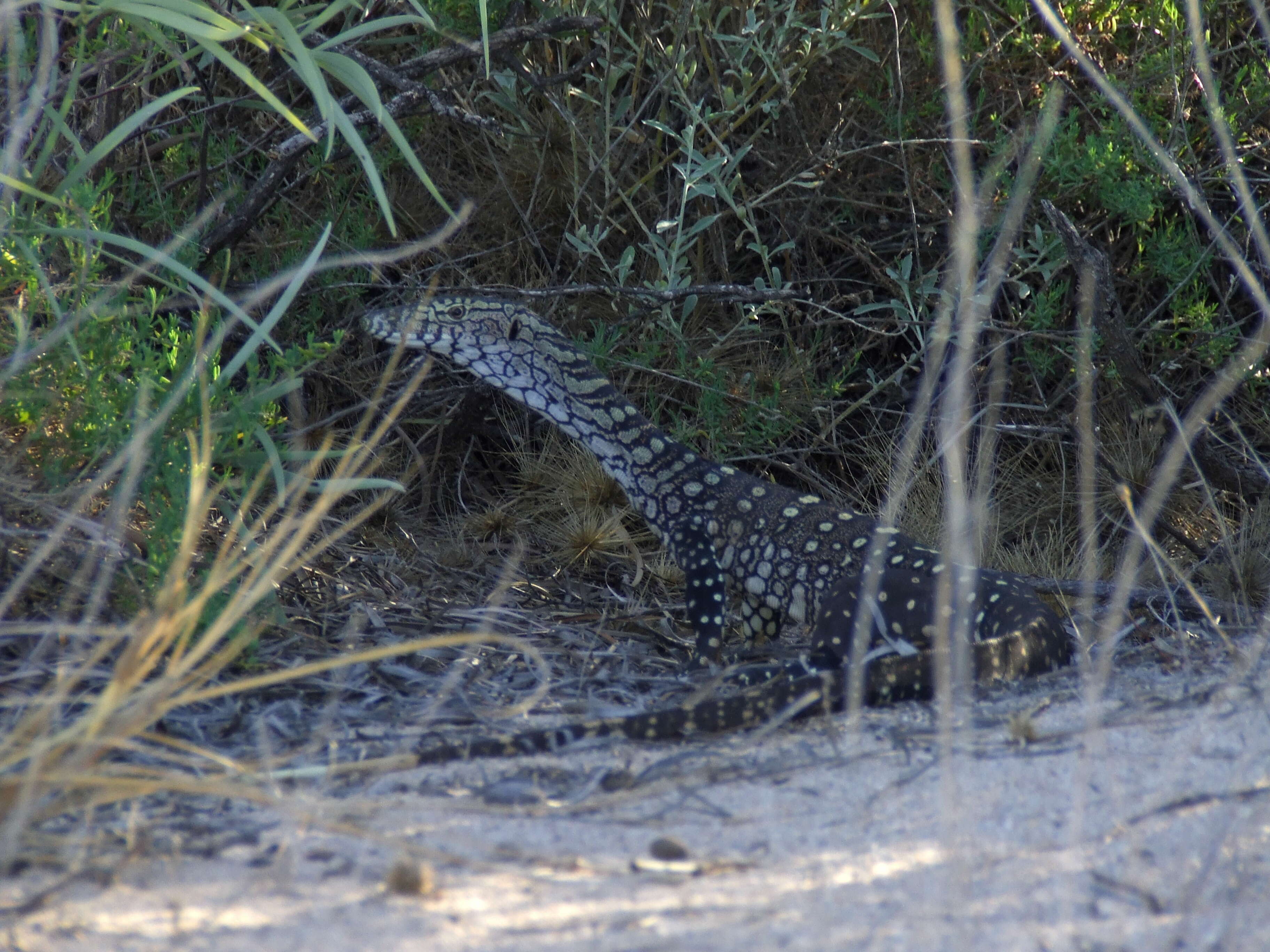 Image of monitor lizards