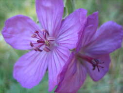 Image of spotted geranium