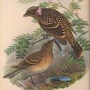 Image of Western Bowerbird