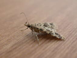 Image of twenty-plume moth