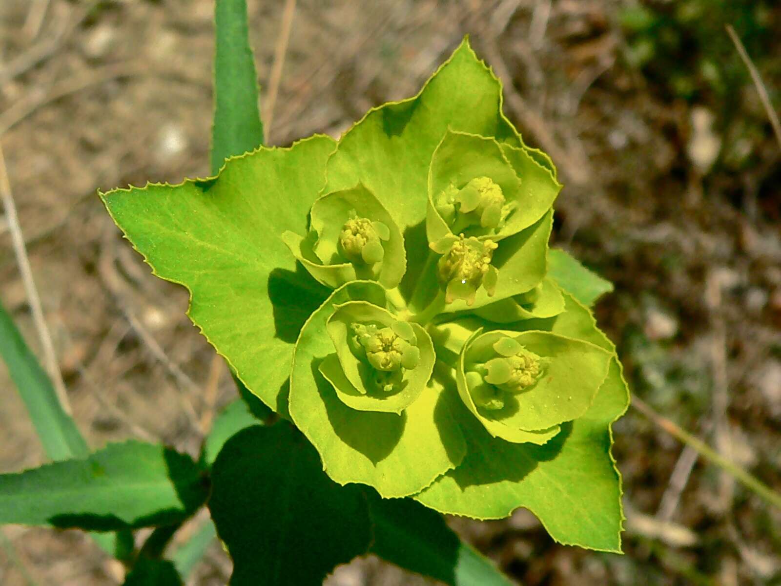 Image of serrate spurge