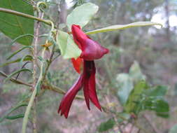 Image of Kennedia rubicunda Vent.