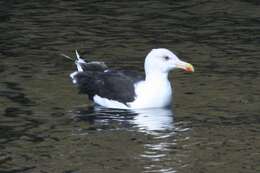 Image of Great Black-backed Gull