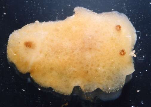 Image of grey sea slug