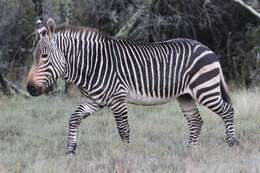 Image of zebra