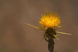 Image of knapweed