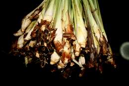 Image of lemon grass