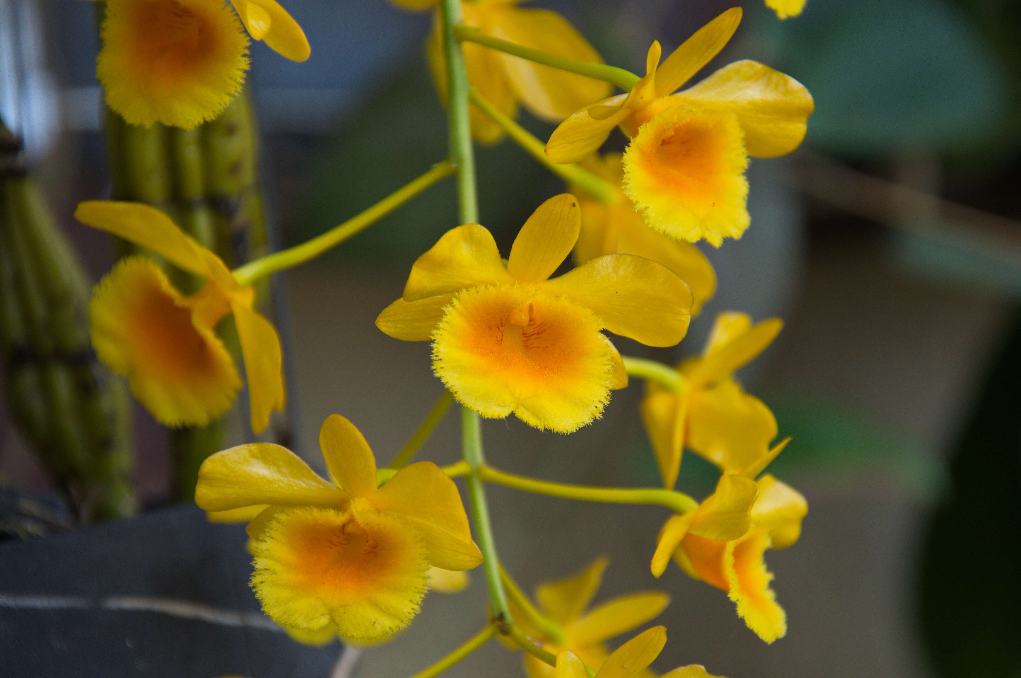 Imagem de Dendrobium chrysotoxum Lindl.